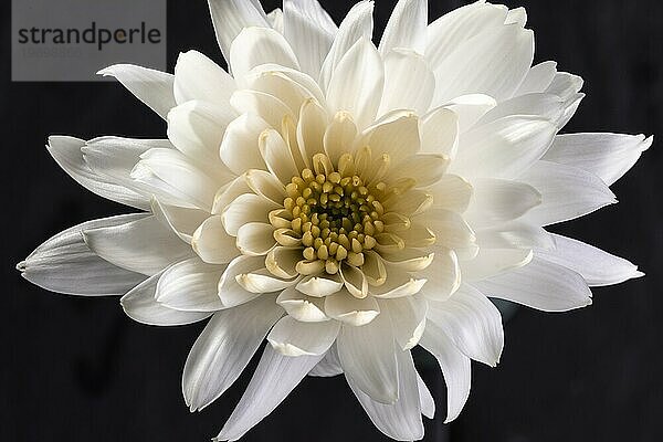 Schöne Makro weiße Blume 2