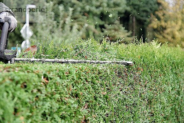 Hecke  Garten  Heckenschere  Gärtner  Bäume  Schnitt  Herbst  Die immergrüne Hecke vom Lebensbaum (Thuja) wird mit einer Heckenschere in Form gebracht