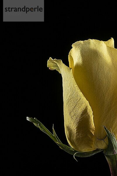 Schöne Makro gelbe Rose
