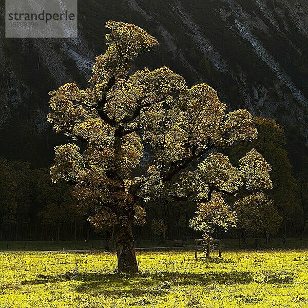 Im Gegenlicht leuchtender Bergahorn (Acer pseudoplatanus)  Engtal  Großer Ahornboden  Almwiese  Naturpark Karwendel  Tirol  Österreich  Europa