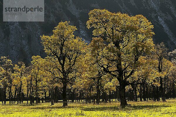 Im Gegenlicht leuchtender Bergahorn (Acer pseudoplatanus)  Engtal  Großer Ahornboden  Almwiese  Naturpark Karwendel  Tirol  Österreich  Europa