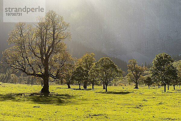 Herbststimmung im Engtal  Ahornboden  Bergahorn (acer pseudoplatanus)  Almwiese  Naturpark Karwendel  Hinterriß  Gegenlicht  Tirol  Österreich  Europa