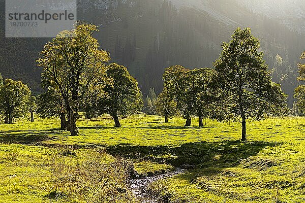 Herbststimmung im Engtal  Ahornboden  Bergahorn (acer pseudoplatanus)  Almwiese  Naturpark Karwendel  Hinterriß  Gegenlicht  Tirol  Österreich  Europa