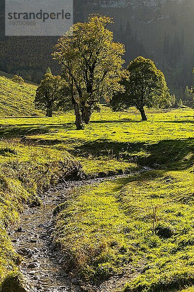 Herbststimmung im Engtal  Ahornboden  Bergahorn (acer pseudoplatanus)  Almwiese  Naturpark Karwendel  Hinterriß  Gegenlicht  Tirol  Österreich  Europa