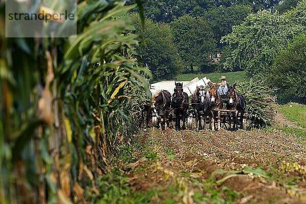 Amish-People bei der traditionellen Ernte  Religion  Glaube  Tradition  Agrar  Pennsylvania  USA  Nordamerika