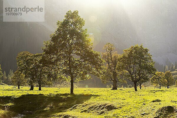 Herbststimmung im Engtal  Ahornboden  Bergahorn (acer pseudoplatanus)  Almwiese  Naturpark Karwendel  Hinterriß  Gegenlicht  Tirol  Österreich  Europa