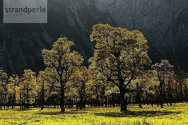 Im Gegenlicht leuchtender Bergahorn (Acer pseudoplatanus)  Engtal  Großer Ahornboden  Almwiese  Naturpark Karwendel  Tirol  Österreich  Europa