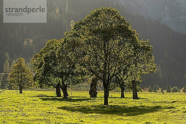 Herbststimmung im Engtal  Ahornboden  Bergahorn (acer pseudoplatanus)  Almwiese  Naturpark Karwendel  Hinterriß  Gegenlicht  Tirol  Österreich  Europa