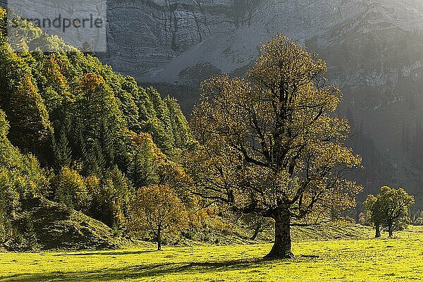 Herbststimmung im Engtal  Ahornboden  Bergahorn (acer pseudoplatanus)  Almwiese  Naturpark Karwendel  Hinterriß  Gegenlicht  Tirol  Österreich  Europa