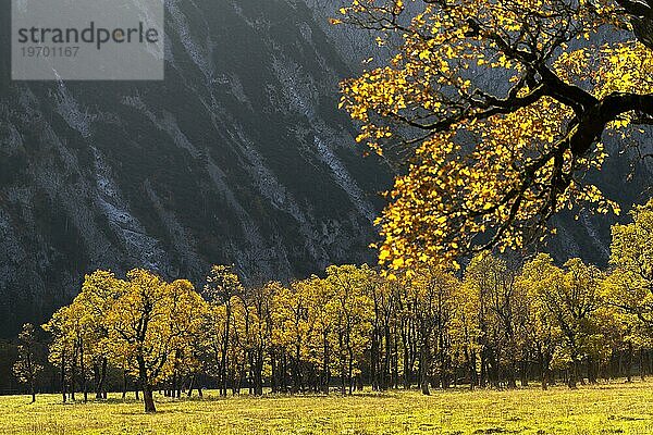 Im Gegenlicht leuchtender Bergahorn (Acer pseudoplatanus)  Engtal  Großer Ahornboden  Almwiese  Naturpark Karwendel  Tirol  Österreich  Europa