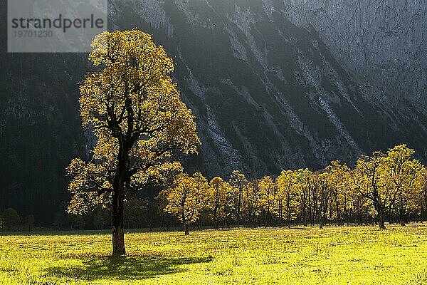 Im Gegenlicht leuchtender Bergahorn (Acer pseudoplatanus)  Engtal  Großer Ahornboden  Almwiese  Naturpark Karwendel  Tirol  Österreich  Europa