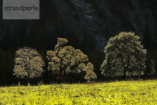 Im Gegenlicht leuchtender Bergahorn (Acer pseudoplatanus)  Engtal  Großer Ahornboden  Almwiese  Naturpark Karwendel  Tirol  Österreich  Europa