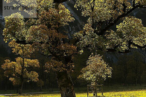 Im Gegenlicht leuchtender Bergahorn (Acer pseudoplatanus)  Engtal  Großer Ahornboden  Naturpark Karwendel  Tirol  Österreich  Europa