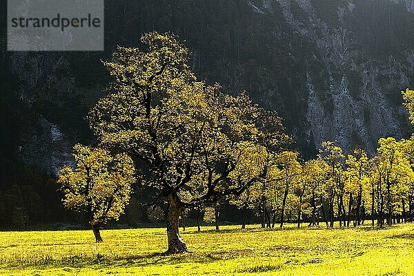 Im Gegenlicht leuchtender Bergahorn (Acer pseudoplatanus)  Engtal  Großer Ahornboden  Almwiese  Naturpark Karwendel  Tirol  Österreich  Europa