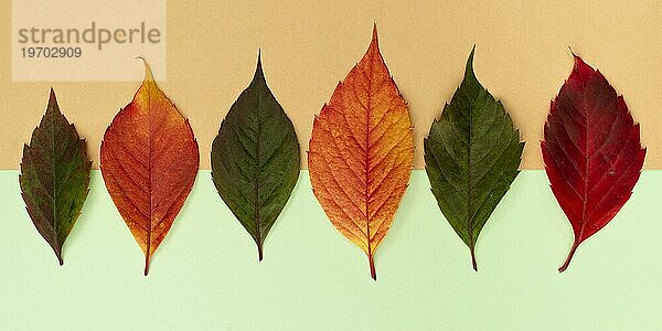 Draufsicht Sortiment farbige Herbstblätter