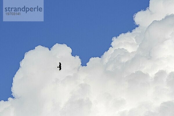 Segelfliegender Schwarzmilan (Milvus migrans)  Raubvogel  Silhouette vor hoch aufragender (Cumulus) congestus Wolke im Sommer