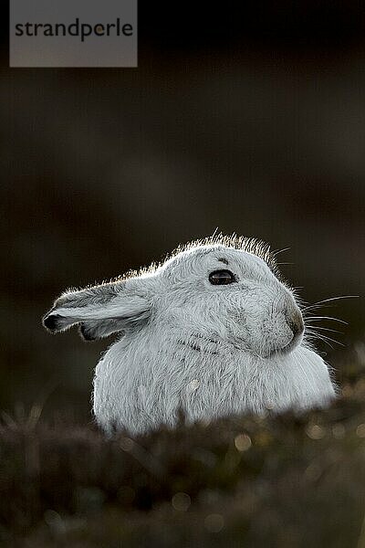 Nahaufnahme von Berghase  Alpenhase  Schneehase (Lepus timidus) mit weißem Winterfell beim Ausruhen im Moor  Heideland im Frühling