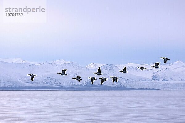 Ein Schwarm Weißwangengänse (Branta leucopsis) fliegt im Sommer über den Billefjorden  Svalbard  Spitzbergen  Norwegen  Europa