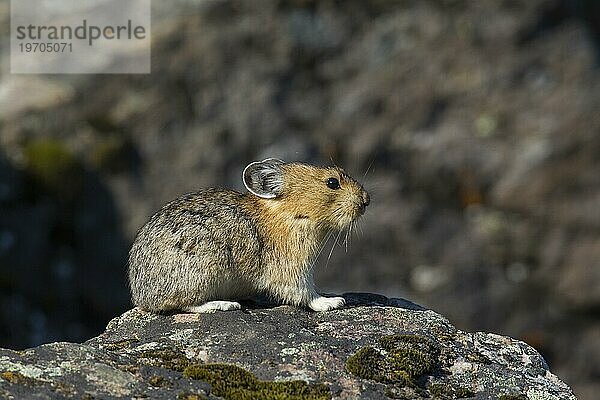 Amerikanischer Pfeifhase (Ochotona princeps)  der in den alpinen Regionen Kanadas und im Westen der USA beheimatet ist  wo seine Bestände dem globalen Klimawandel zum Opfer fallen