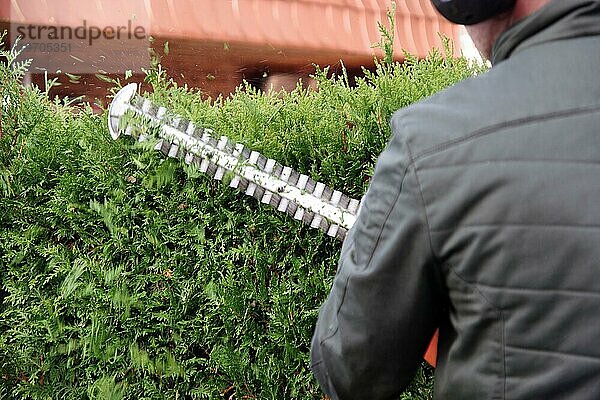 Gärtner  Heckenschere  Hecke  schneiden (Thuja)  Arbeit  Die Thujahecke wird von einem Gärtner mit der Motorheckenschere in Form geschnitten