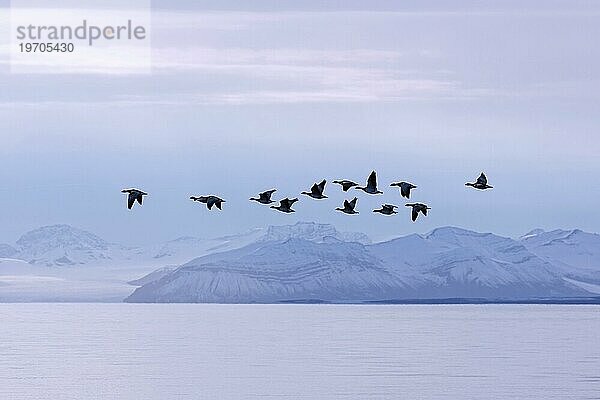 Ein Schwarm Weißwangengänse (Branta leucopsis) fliegt im Sommer über den Billefjorden  Svalbard  Spitzbergen  Norwegen  Europa