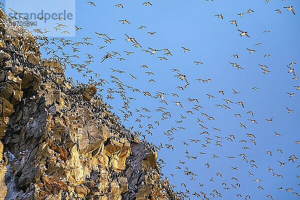 Vogelschwarm  Trottellummen (Uria aalge) im Flug  Brutkolonie  Sonnenuntergang  Insel Hornoya  Hornøya  Vardø  Varanger Halbinsel  Troms og Finnmark  Norwegen  Europa