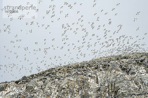 Vogelschwarm  Trottellummen (Uria aalge) im Flug  Brutkolonie  Insel Hornoya  Hornøya  Vardø  Varanger Halbinsel  Troms og Finnmark  Norwegen  Europa