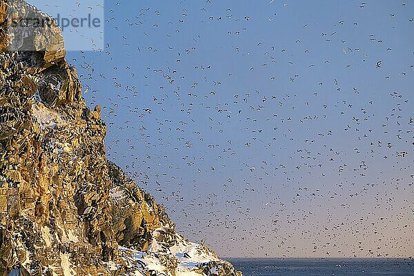 Vogelschwarm  Trottellummen (Uria aalge) im Flug  Brutkolonie  Sonnenuntergang  Insel Hornoya  Hornøya  Vardø  Varanger Halbinsel  Troms og Finnmark  Norwegen  Europa