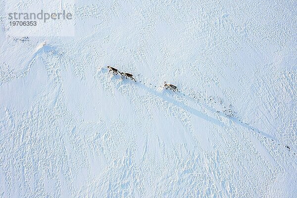 Drei Rentiere (Rangifer tarandus) im Schnee  von oben  Varanger Halbinsel  Troms og Finnmark  Norwegen  Europa