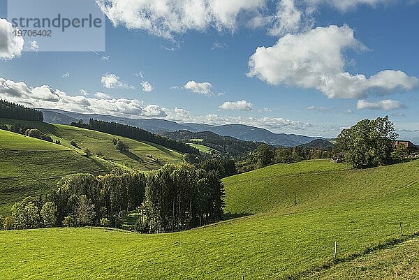 Hügellandschaft im südlichen Schwarzwald bei St. Märgen  Hochschwarzwald  Baden-Württemberg  Deutschland  Europa