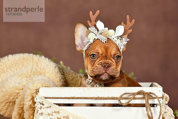 Niedliche Französische Bulldogge Welpe mit Rentiergeweih auf braunem Hintergrund