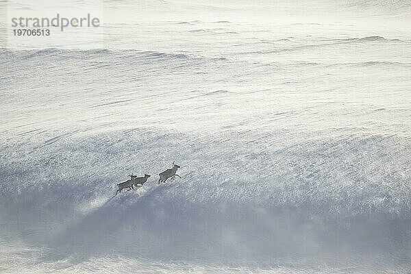 Rentiere (Rangifer tarandus) im Schnee  Gegenlicht  Varanger Halbinsel  Troms og Finnmark  Norwegen  Europa