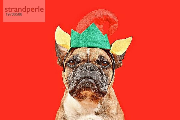 Lustiger französischer Bulldoggenhund mit Weihnachtselfen Stirnband mit Hut und Ohren vor rotem Hintergrund