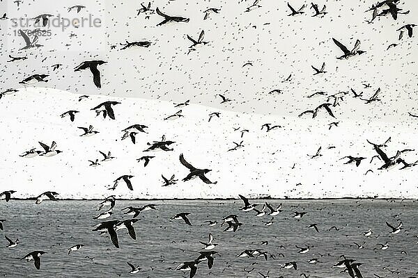 Vogelschwarm  Trottellummen (Uria aalge) im Flug  Insel Hornoya  Hornøya  Vardø  Varanger Halbinsel  Troms og Finnmark  Norwegen  Europa