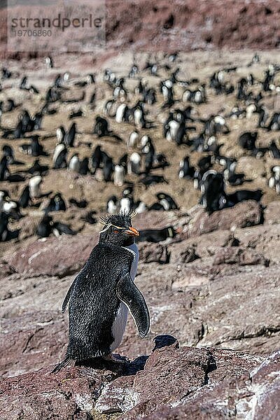 Südlicher Felsenpinguin (Eudyptes chrysocome) vor der Kolonie  gefährdete Art  Provinzreservat der Insel Pinguino  Puerto Deseado  Provinz Santa Cruz  Argentinien  Südamerika