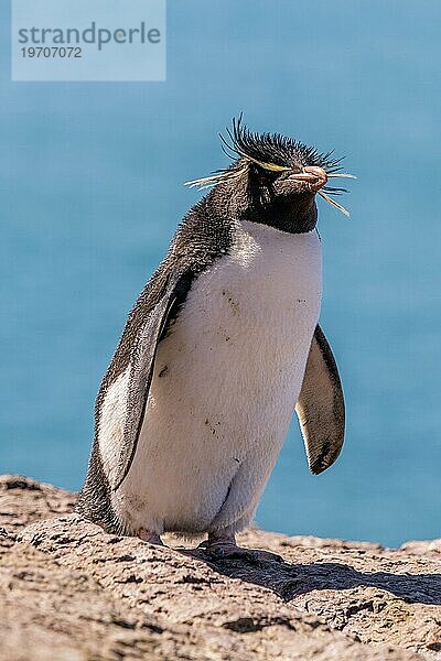 Südlicher Felsenpinguin (Eudyptes chrysocome)  bedrohte Art  Provinzreservat der Insel Pinguino  Puerto Deseado  Provinz Santa Cruz  Argentinien  Südamerika