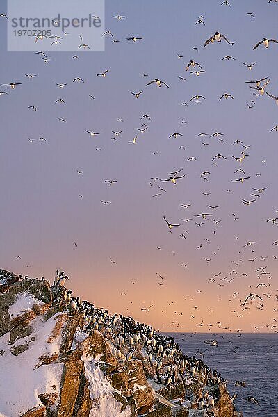 Vogelschwarm  Trottellummen (Uria aalge) im Flug  Brutkolonie  Sonnenuntergang  Insel Hornoya  Hornøya  Vardø  Varanger Halbinsel  Troms og Finnmark  Norwegen  Europa