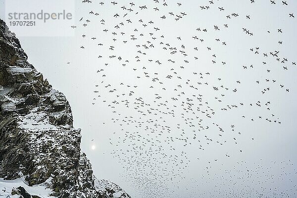 Vogelschwarm  Trottellummen (Uria aalge) im Flug  Brutkolonie  Insel Hornoya  Hornøya  Vardø  Varanger Halbinsel  Troms og Finnmark  Norwegen  Europa