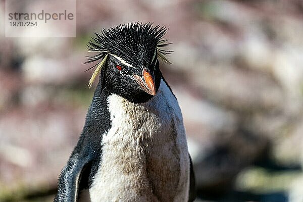 Südlicher Felsenpinguin (Eudyptes chrysocome)  bedrohte Art  Provinzreservat der Insel Pinguino  Puerto Deseado  Provinz Santa Cruz  Argentinien  Südamerika