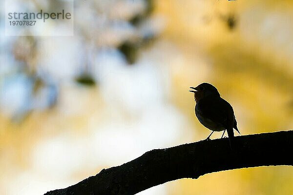 Singendes Rotkehlchen (Erithacus rubecula) auf Zweig  Silhouette  Hessen  Deutschland  Europa