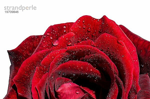 Rote Rose Blumen für den Urlaub  Bokeh  Makro  floralen Hintergrund. romantischen Raum für Text