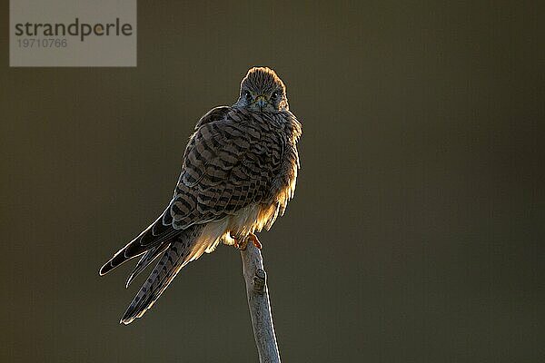 Turmfalke (Falco tinnunculus)  Weibchen  bei Sonnenaufgang  im Gegenlicht  Duisburg  Niederrhein  Nordrhein-Westfalen  Deutschland  Europa