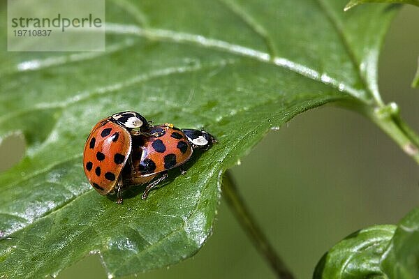 Marienkäfer (Coccinellidae) bei der Paarung im Garten