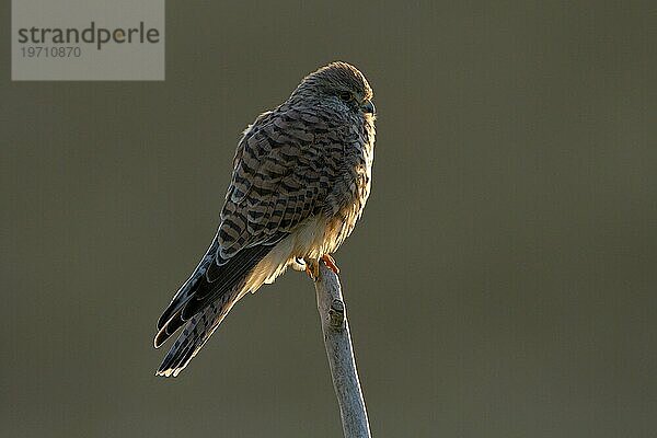 Turmfalke (Falco tinnunculus)  Weibchen  bei Sonnenaufgang  im Gegenlicht  Duisburg  Niederrhein  Nordrhein-Westfalen  Deutschland  Europa