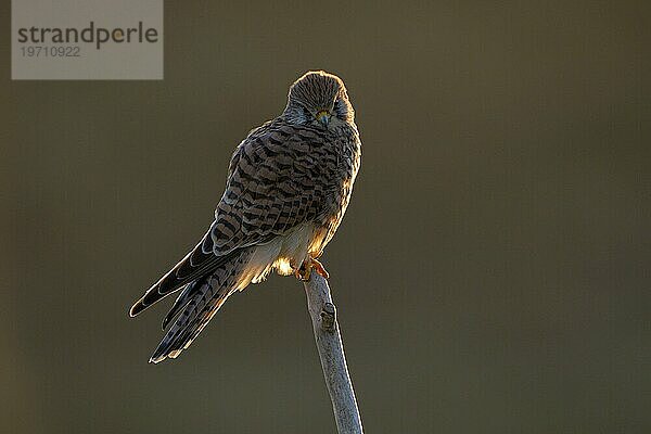 Turmfalke (Falco tinnunculus)  Weibchen  bei Sonnenaufgang  im Gegenlicht  Duisburg  Niederrhein  Nordrhein-Westfalen  Deutschland  Europa