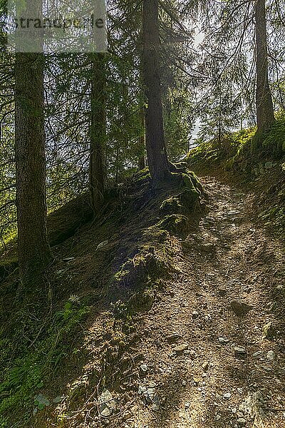 Wanderung Eggalm nach Tux-Vorderlanersbach (1257m)  Tuxer Tal  Zillertaler Alpen  Wanderweg durch Tannenwald  Gegenlicht  Tirol  Österreich  Europa