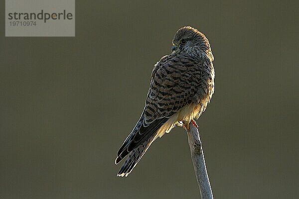 Turmfalke (Falco tinnunculus)  Weibchen  bei Sonnenaufgang  im Gegenlicht  Duisburg  Niederrhein  Nordrhein-Westfalen  Deutschland  Europa