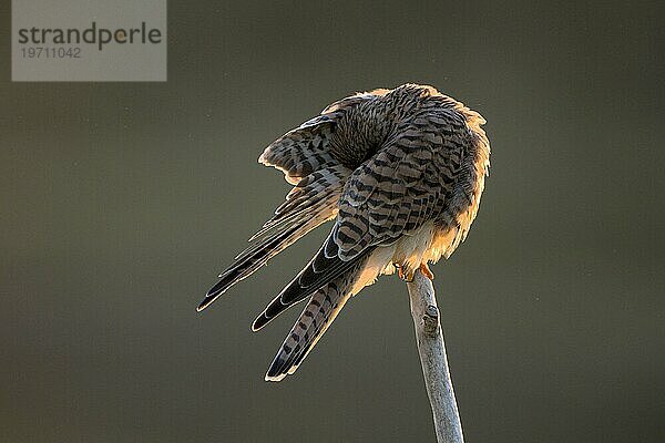 Turmfalke (Falco tinnunculus)  Weibchen  putzt sich  bei Sonnenaufgang  im Gegenlicht  Duisburg  Niederrhein  Nordrhein-Westfalen  Deutschland  Europa