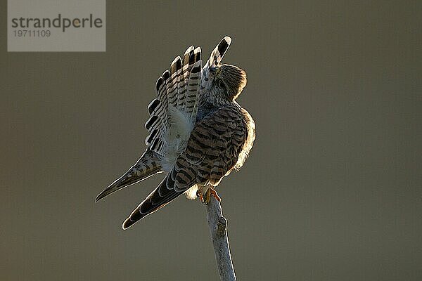 Turmfalke (Falco tinnunculus)  Weibchen  putzt sich  bei Sonnenaufgang  im Gegenlicht  Duisburg  Niederrhein  Nordrhein-Westfalen  Deutschland  Europa