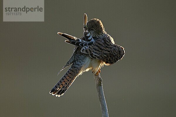 Turmfalke (Falco tinnunculus)  Weibchen  putzt sich  bei Sonnenaufgang  im Gegenlicht  Duisburg  Niederrhein  Nordrhein-Westfalen  Deutschland  Europa